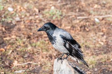 Fototapeta premium Hooded crow, corvus cornix, standing on the lawn in the spring or summer