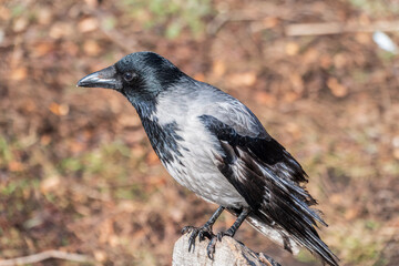 Obraz premium Hooded crow, corvus cornix, standing on the lawn in the spring or summer