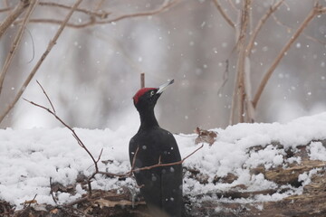 雪の中のクマゲラ