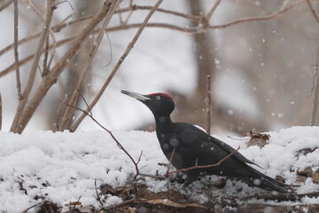 雪の中のクマゲラ