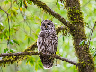 Fototapeta premium Barred Owl Perched on Mossy Tree Branch in Lush Forest Habitat