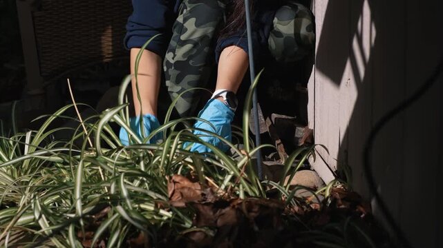 Woman weeding garden flower bed removing weeds among plants, maintaining backyard plants and clearing soil during routine outdoor gardening work