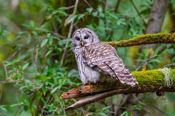 Fototapeta premium Barred owl perched on mossy tree branch in dense forest habitat