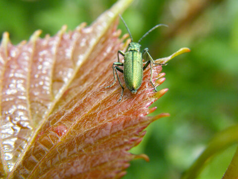 Inseto(Oedemera lurida)