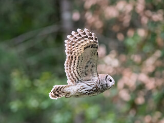Barred Owl in mid flight through lush forest habitat © Leon Burda