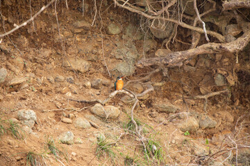 Female Common Kingfisher perched on a small riverside branch, observing surroundings at Koma River.