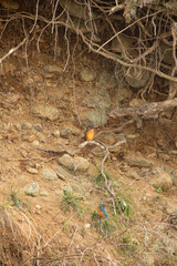 Female Common Kingfisher perched on a small riverside branch, observing surroundings at Koma River.