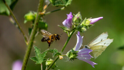 fauna e flora © francisco