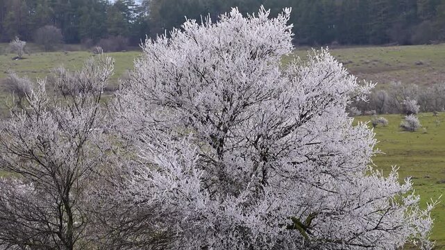 a large, full tree completely covered in brilliant white hoarfrost, contrasting beautifully with the green grassy meadow and dark forest in the background.