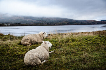 Obraz premium Two sheep resting in green meadow by the lake