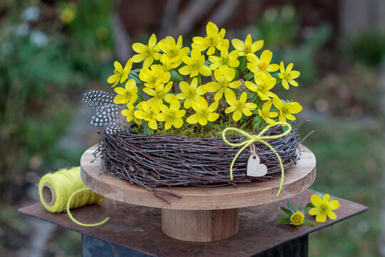 Winterlinge (Eranthis hyemalis) im Birkenreisig-Kranz als Fr&uuml;hlings-Dekoration
