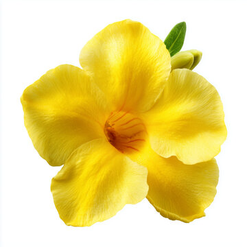 bright yellow allamanda flower on white background
