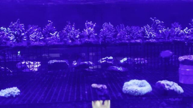 Marine saltwater reef aquarium frag tank illuminated by fluorescent blue actinic LED lighting.