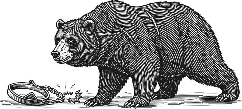 engraved bear walking near broken trap wild animal vintage illustration with detailed fur texture