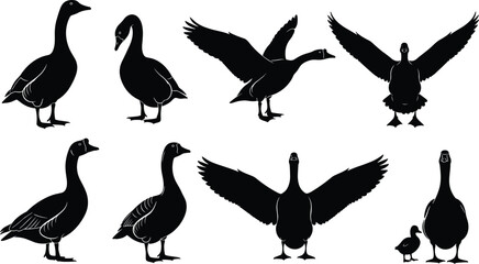 Collection of black silhouettes of geese and swans in various poses including flying and standing isolated on white background vector © Khadija