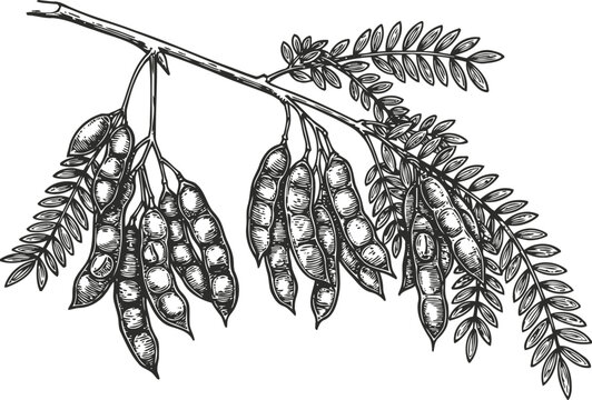 Black and white drawing of carob pods hanging on branch with leaves, natural legume fruit illustration