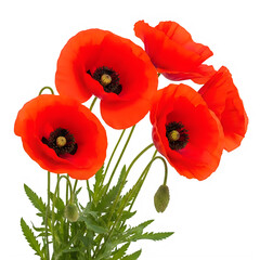 Obraz premium Vibrant red poppies blooming in a field with green stems and leaves isolated on transparent background