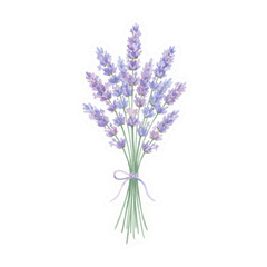 Obraz premium bunch of lavender