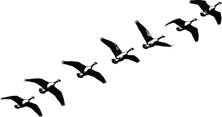 Flying geese silhouettes in diagonal formation isolated on white background, migratory wild birds in flight, black and white nature vector illustration © Mst
