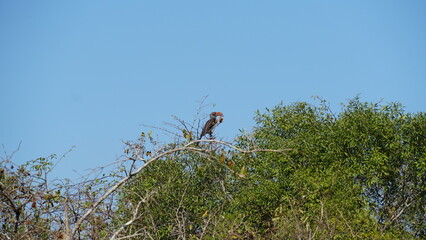 red billed hornbill © Matthew