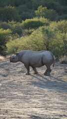 Walking Rhino