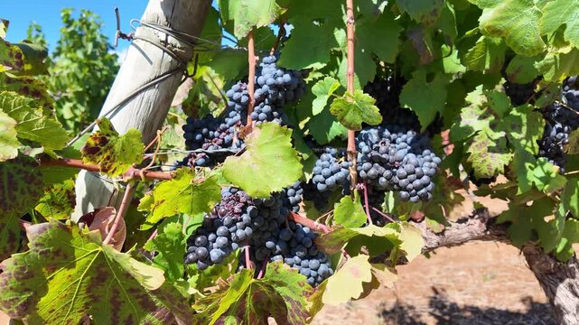 Stellenbosch South Africa. 10.02.2026. Video. Close-up view of clusters of dark, ripe grapes ready for picking, surrounded by green leaves and sturdy vines in a vineyard setting