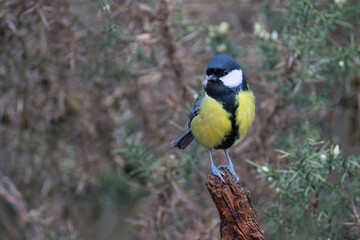 Fototapeta premium a close up portrait of a great tit, Parus major, as it perches on an old branch. The natural gorse background is out of focus and has space for text copy