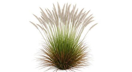 Fototapeta premium Tall ornamental grass with feathery white plumes and green stems