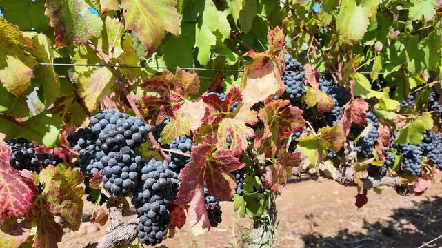 Stellenbosch South Africa. 10.02.2026. Video. Close-up view of clusters of dark, ripe grapes ready for picking, surrounded by green leaves and sturdy vines in a vineyard setting