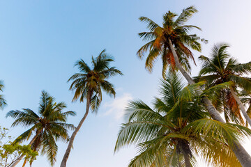 Obraz premium Tropical palms stretch toward a clear blue sky