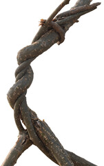 Twisted dried Liana jungle vine.