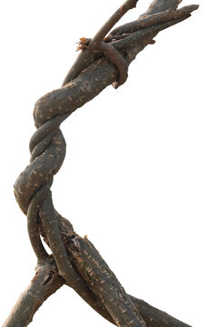 Twisted dried Liana jungle vine.
