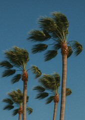 Naklejka premium Tropical palm trees swaying.