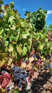 Stellenbosch South Africa. 10.02.2026. Video. Close-up view of clusters of dark, ripe grapes ready for picking, surrounded by green leaves and sturdy vines in a vineyard setting