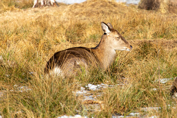 Deer Resting in Dry Grass