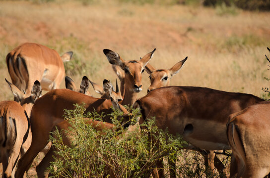 Group of impalas in the African savannah
