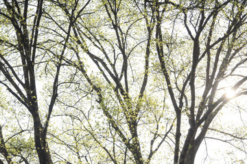 Fototapeta premium Low angle view of sunlit tree canopy during spring. Fresh green leaf budding on bare branch against bright sky. beautiful, peaceful, and hopeful nature background
