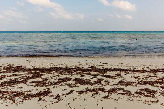 Calm sea meets sandy shore with scattered seaweed