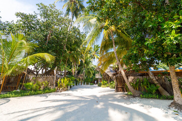 Fototapeta premium Lush palms line a sunlit gravel path