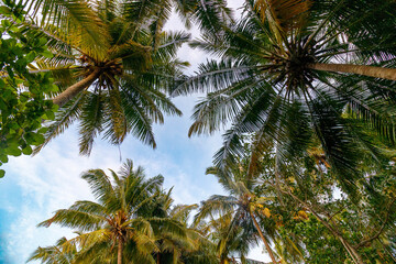 Fototapeta premium Tropical palms stretch toward a bright blue sky