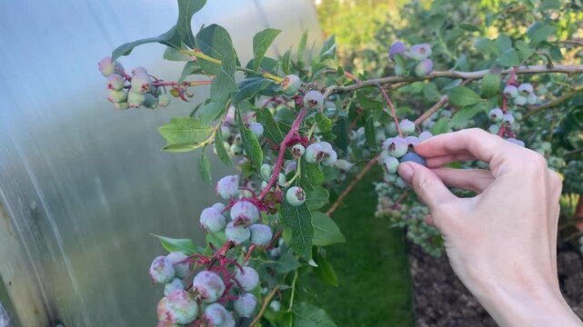 Close-up photo of hand picking ripe blueberry from branch with green and ripening berries in garden. Homegrown organic blueberry harvest and seasonal gardening for healthy eating and living.