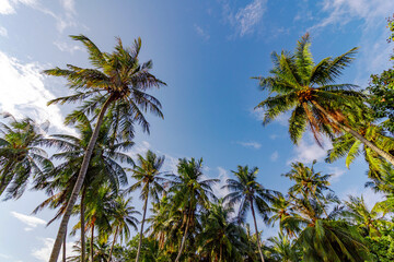 Obraz premium Tall palm trees stretch toward a clear blue sky