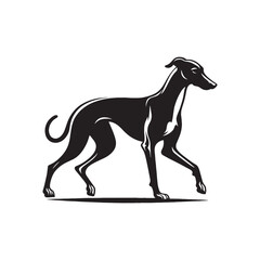 Fototapeta premium Elegant Italian Greyhound Silhouette – Sleek and Graceful Toy Sighthound Illustration.
