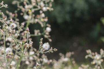 Delicate closeup of fluffy white wildflower seed on thin stem. serene soft focus against blurry...