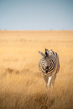 Close-up portrait of a wild plains zebra looking at the camera in the tall golden grass of Etosha National Park, Namibia