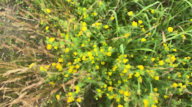 Unfocused yellow flowers are swaying in the field in the wind.