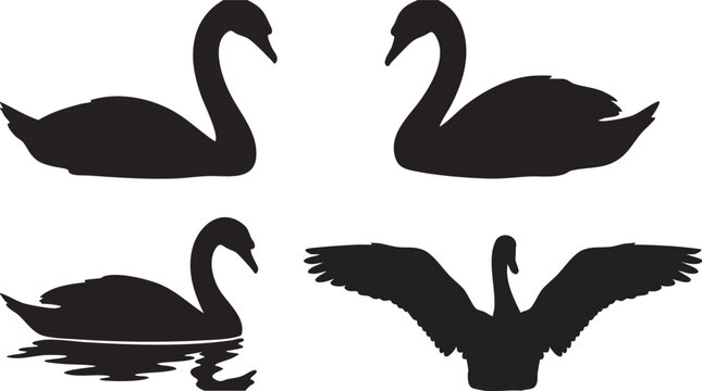 Black Swan Silhouettes in Various Poses.