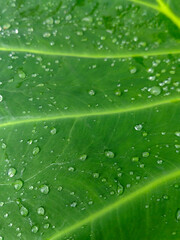 Tropical Leaf After Rain