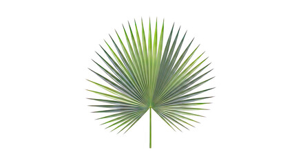 Obraz premium Green Palm Leaf on White Background