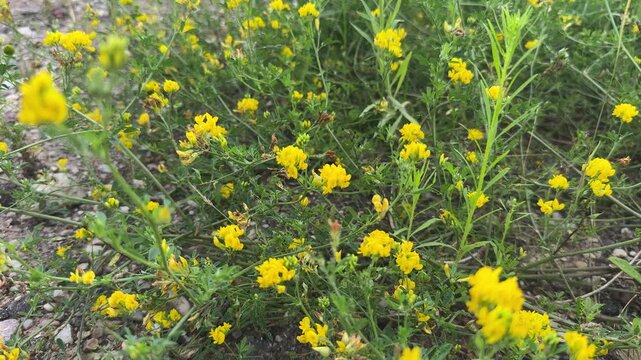 A field with lots of yellow alfalfa flowers.